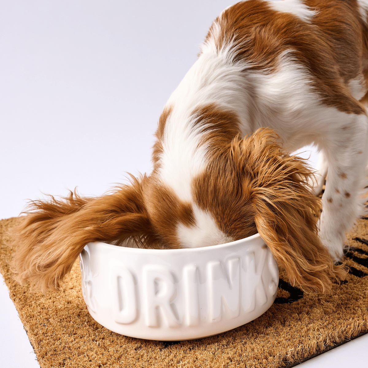 Dog Bowls